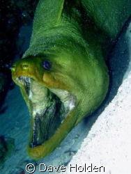 Open up and say Ahhhh...
Green Moray Cozumel MX. Papa Ho... by Dave Holden 